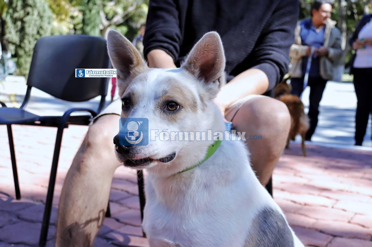 PROTEGE A TUS ANIMALES DE COMPAÑÍA DURANTE LAS FIESTAS DECEMBRINAS
