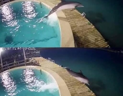 Delfín escapa de un acuario para escapar junto a su cría