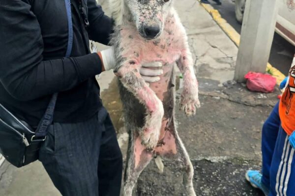Perrita es rescatada en Valle de Chalco