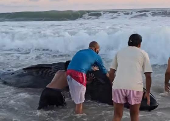 Ballena Jorobada queda varada en playa de Hacienda de Bañas en Guerrero