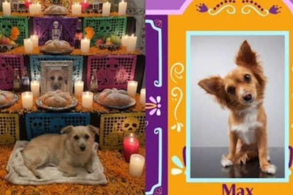 Ahora puedes crear un altar virtual para tu mascota falleccida con IA
